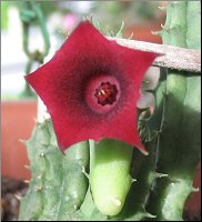 Huernia keniensis v keniensis